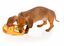 FuzzYard - Jouet Peluche Plush Toy Burrito pour Chien Indicateur image numéro 3