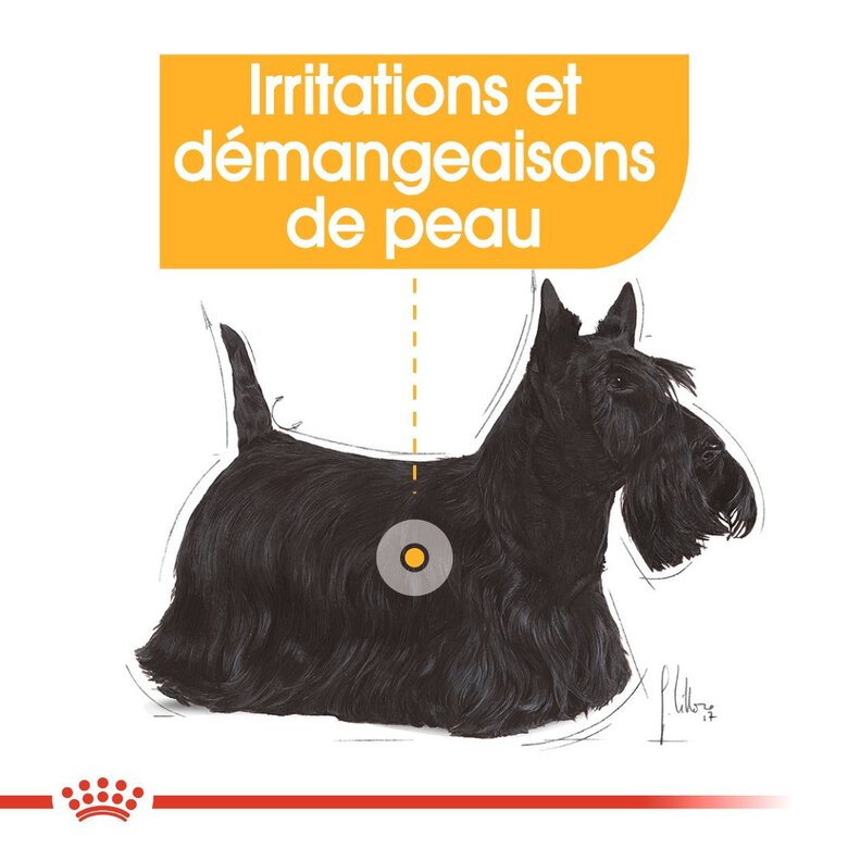 Royal Canin - Croquettes Mini Dermacomfort pour Chien - 2Kg Image numéro 3 Royal Canin - Croquettes Mini Dermacomfort pour Chien - 2Kg Image numéro 3