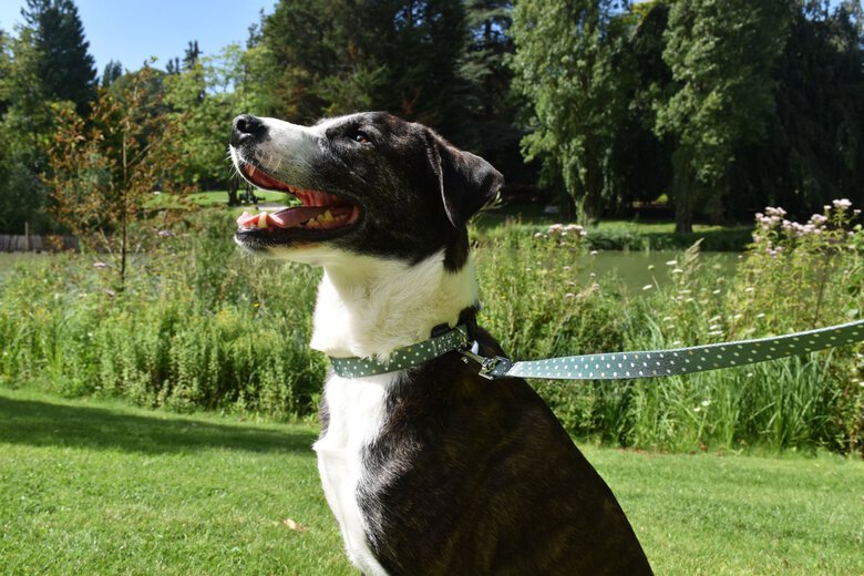 Bobby - Collier Pretty Vert S pour Chiens - S 40cm Image numéro 2 Bobby - Collier Pretty Vert S pour Chiens - S 40cm Image numéro 2