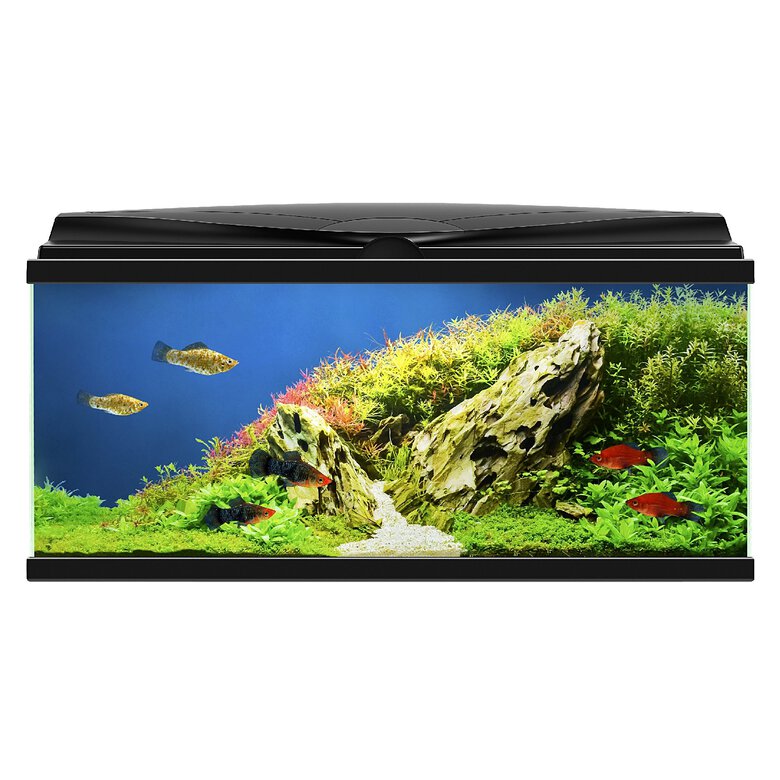 Ciano - Aquarium 80 LED Noir - 80X30X41,5CM Image numéro 1 Ciano - Aquarium 80 LED Noir - 80X30X41,5CM Image numéro 1