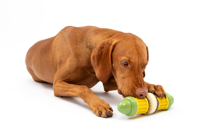 PetSafe - Jouet Epi Maïs Cravin Corncob pour Chiens - M/L Image numéro 3 PetSafe - Jouet Epi Maïs Cravin Corncob pour Chiens - M/L Image numéro 3