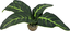 Labeo - Plante Verte Décorative pour Terrarium - PM Indicateur image numéro 2