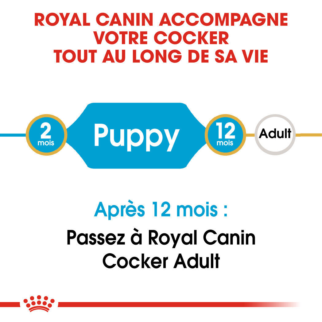 Royal Canin - Croquettes PUPPY COCKER pour Chiots - 3KG Image num&eacute;ro 6