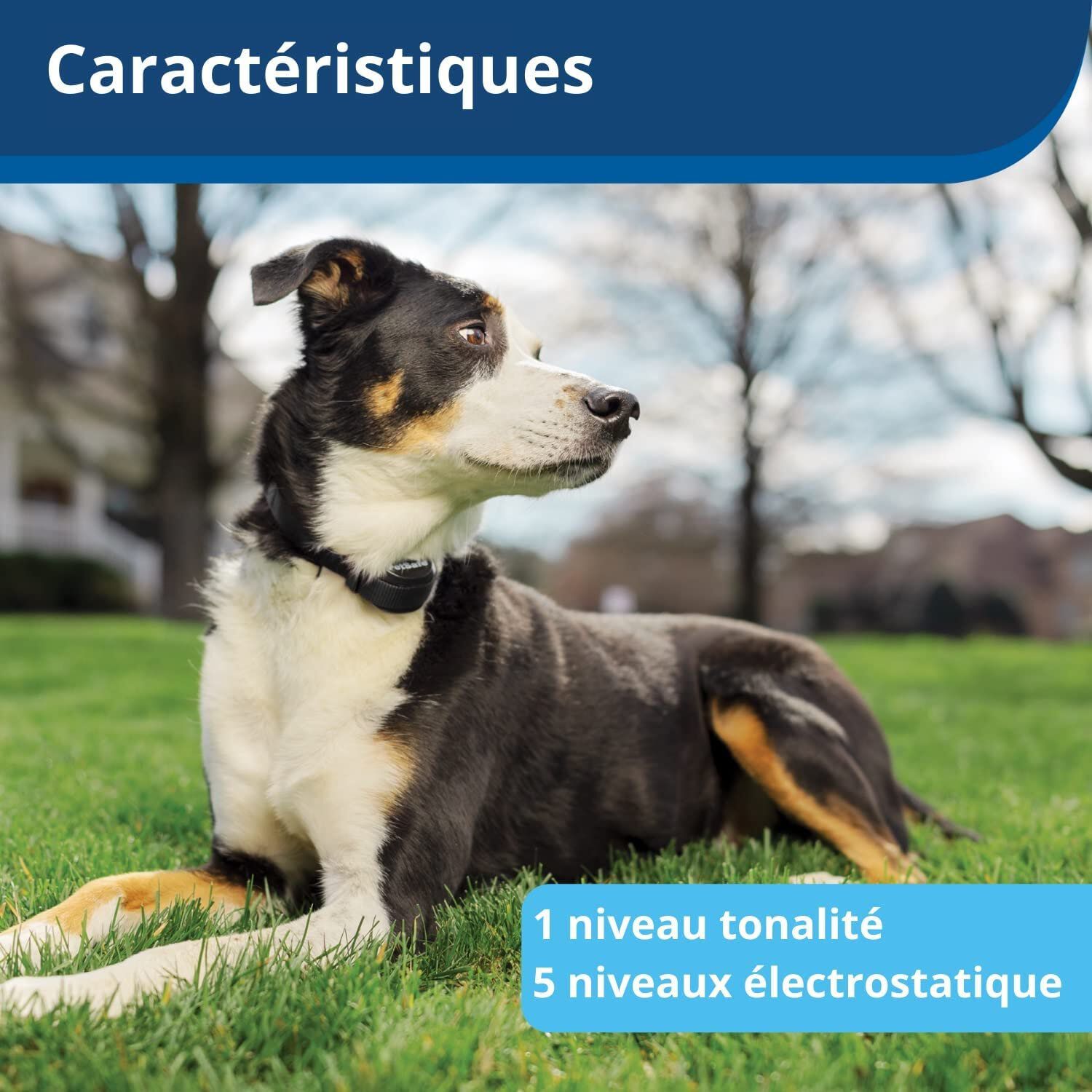Petsafe - Collier Suppl&eacute;mentaire Anti Fugue pour Cl&ocirc;ture Anti Fugue Sans Fil Stay+Play pour Chiens Image num&eacute;ro 5