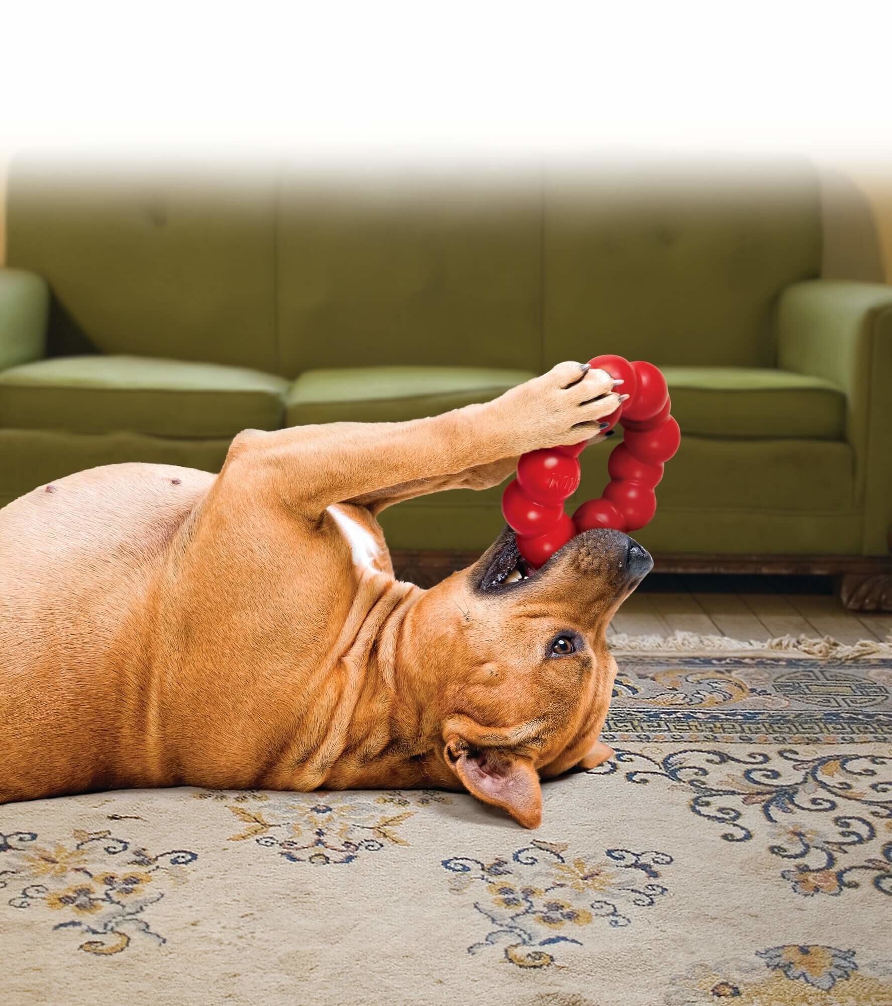 Kong - Jouet Anneau Ring En Caoutchouc pour Chien - M/L Image num&eacute;ro 3