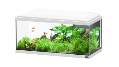 Aquatlantis - Aquarium Explorer Brussel 80 - Blanc Bio Equipé