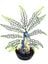 Labeo - Plante de Décoration avec Hippocampe Coloré pour Aquarium Indicateur image numéro 2