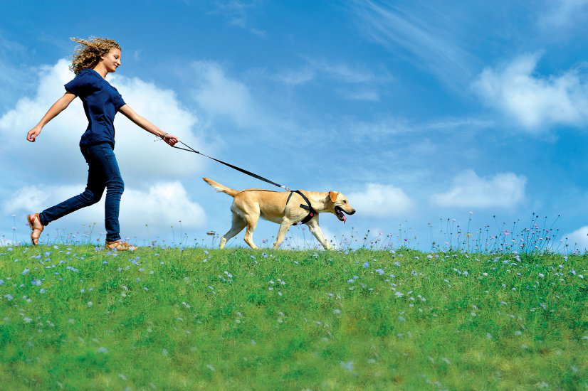 Zolux - Harnais de S&eacute;curit&eacute; Auto pour Chien - S Image num&eacute;ro 9