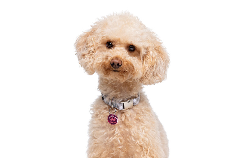 Gotoo - Collier Vichy Gris pour Chien - XS Image numéro 2 Gotoo - Collier Vichy Gris pour Chien - XS Image numéro 2