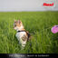 Flexi - Laisse XS pour Chat de 3m - Bleu Indicateur image numéro 4