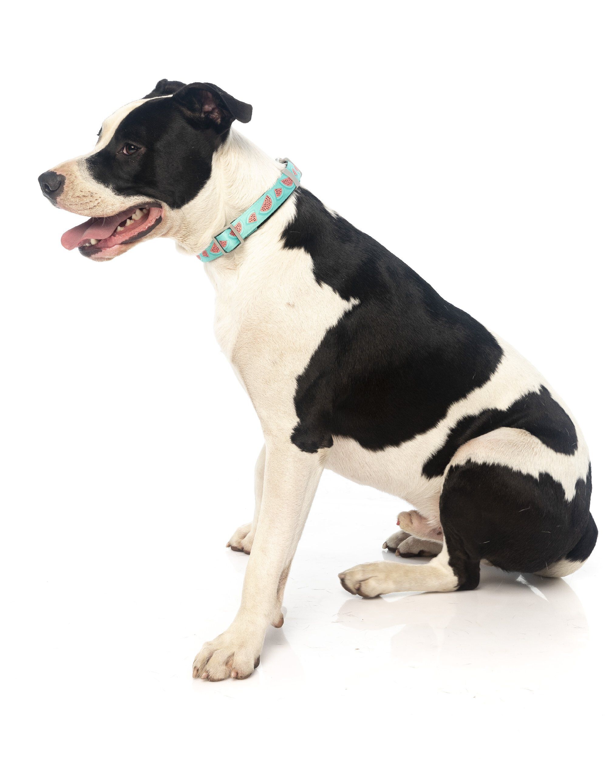 FuzzYard - Collier Summer Punch pour Chien - L Image num&eacute;ro 4