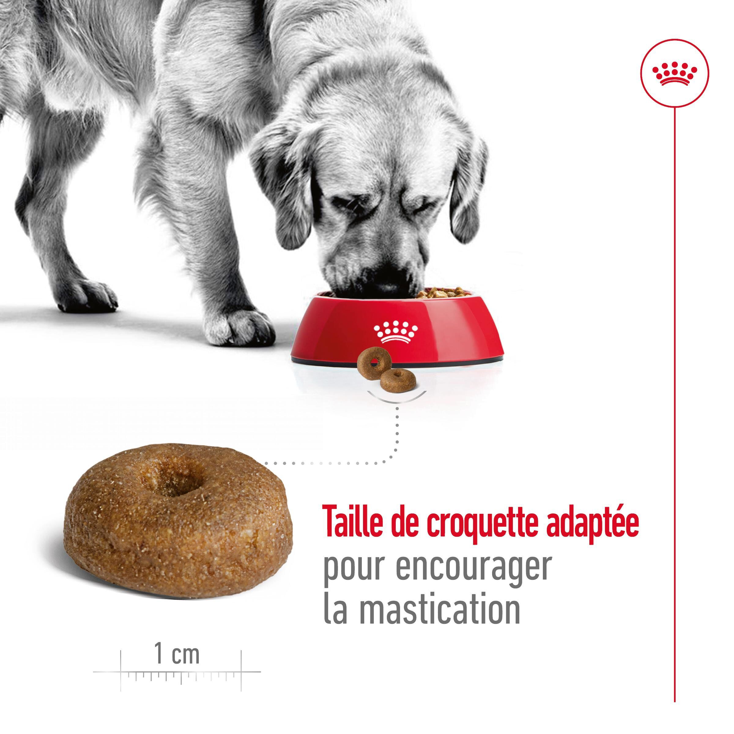 Royal Canin - Croquettes Maxi Ageing 8+ pour Chien Senior - 15Kg Image num&eacute;ro 13