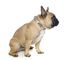 FuzzYard - Collier Go Nuts pour Chien - L Indicateur image numéro 3
