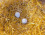 Kerbl - Œufs factices Argile Blanc pour Poules Pondeuses - x2 Indicateur image numéro 2