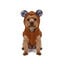 Gotoo - Manteau Teddy pour Chiens - 20cm Indicateur image num&eacute;ro 16