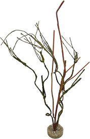Labeo - D&eacute;coration Bois Branches pour Terrarium