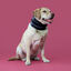 KVP - Minerve Bite Free Cervical pour Chiens - 15cm Indicateur image numéro 2