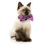 FuzzYard - Nœud Papillon PeeWee pour Chien - S Indicateur image numéro 4
