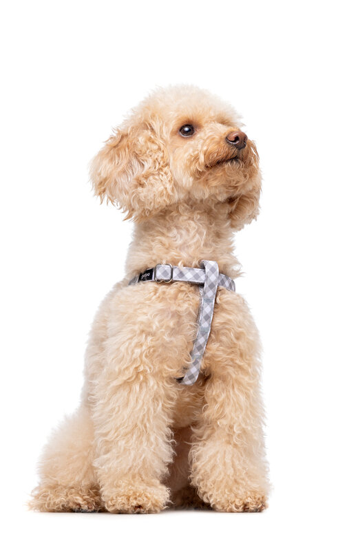 Gotoo - Harnais Vichy Gris pour Chien - XS Image numéro 6 Gotoo - Harnais Vichy Gris pour Chien - XS Image numéro 6