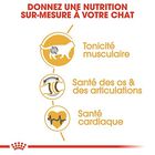 Royal Canin - Croquettes British Shorthair pour Chat Adulte - 2Kg image number null