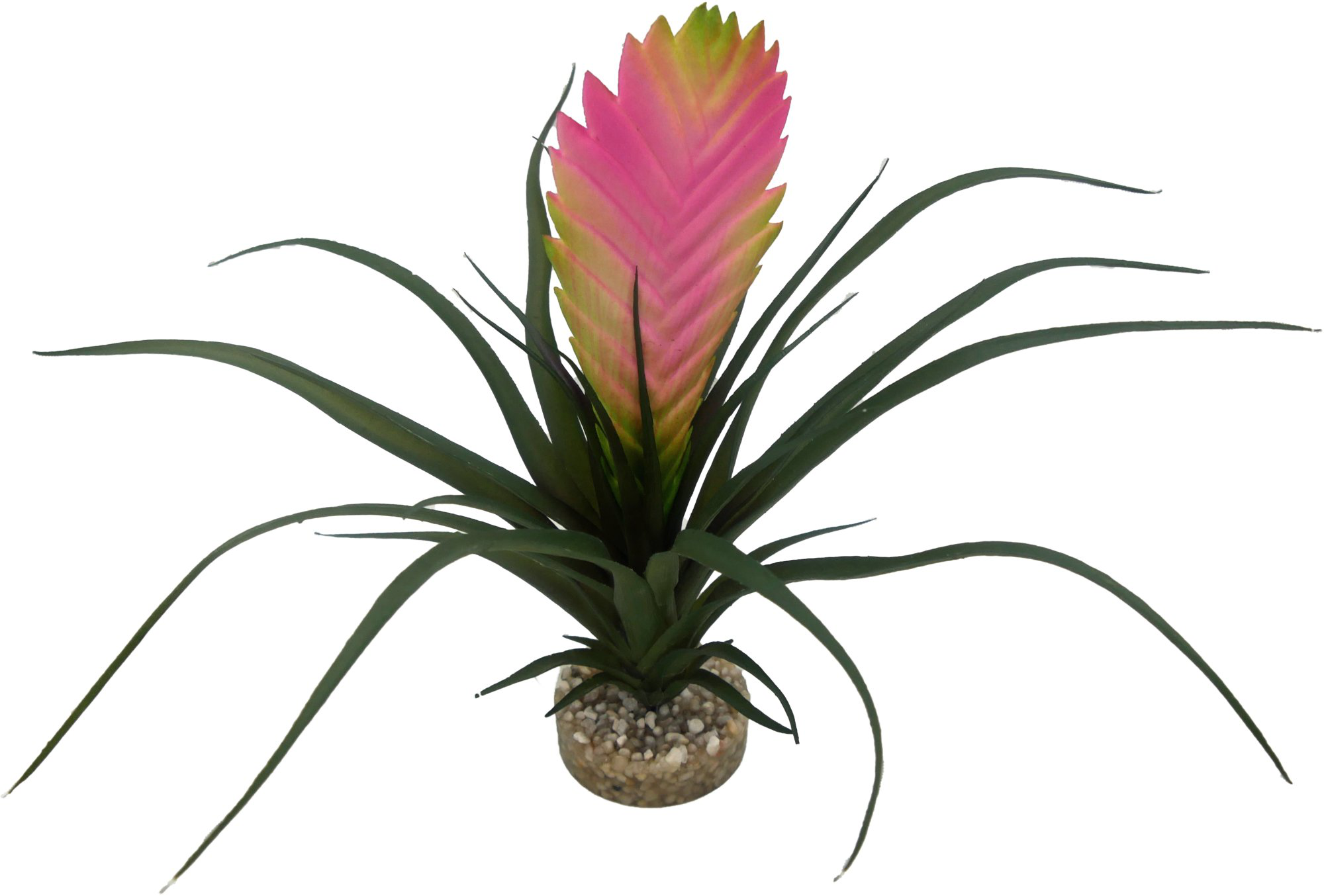 Labeo - Plante Vriesia D&eacute;corative pour Terrarium Image num&eacute;ro 2