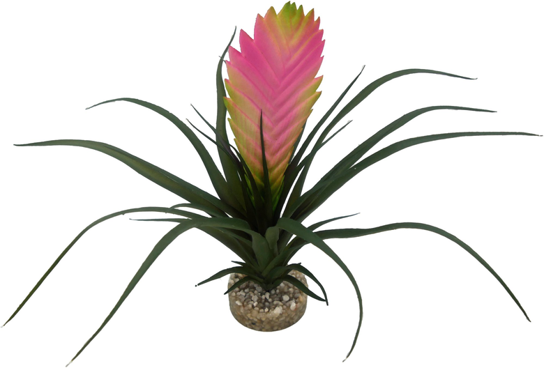 Labeo - Plante Vriesia Décorative pour Terrarium Image numéro 2 Labeo - Plante Vriesia Décorative pour Terrarium Image numéro 2