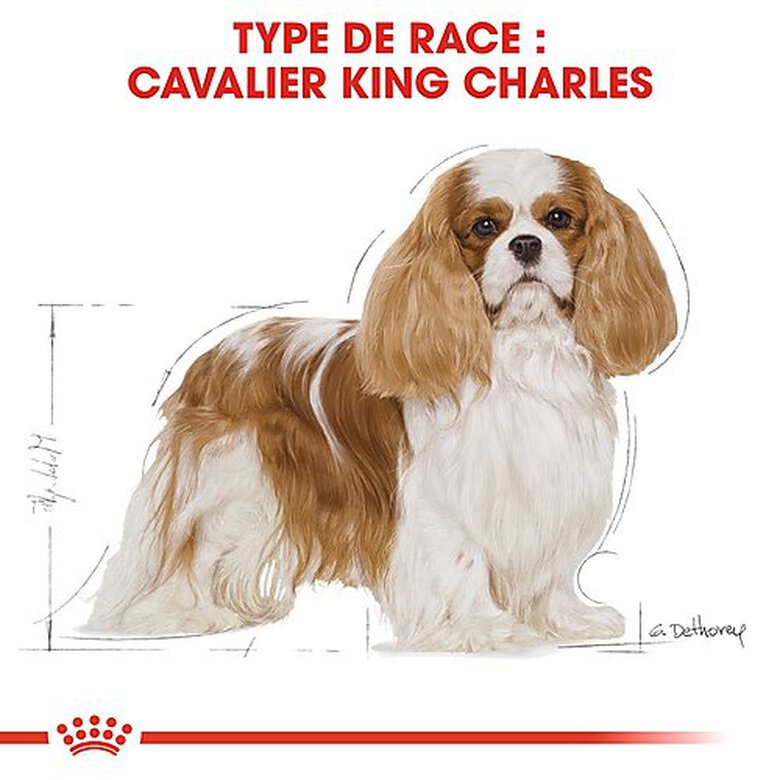 Royal Canin - Croquettes Cavalier King Charles pour Chien Adulte - 3Kg image number null