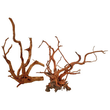 Amtra - Racine Bois Red Spider King - M