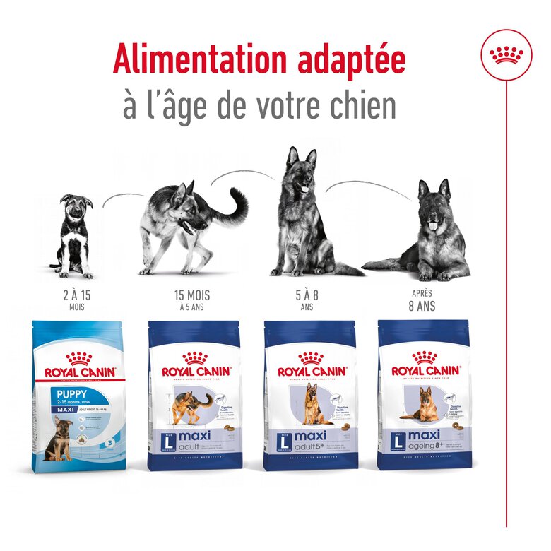 Royal Canin - Croquettes Maxi Adulte 5+ pour Chien Adulte - 15Kg Image numéro 6 Royal Canin - Croquettes Maxi Adulte 5+ pour Chien Adulte - 15Kg Image numéro 6