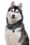 Gotoo - Collier Montagne pour Chien - XS Indicateur image numéro 2