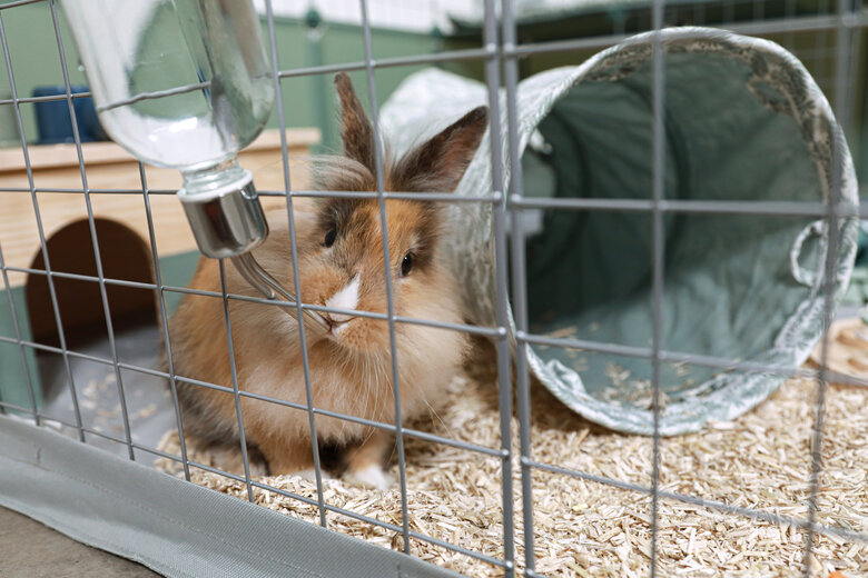 ZOLUX - HABITAT MODULABLE NEOPARK LAPIN - 140X105X70 Image numéro 3 ZOLUX - HABITAT MODULABLE NEOPARK LAPIN - 140X105X70 Image numéro 3