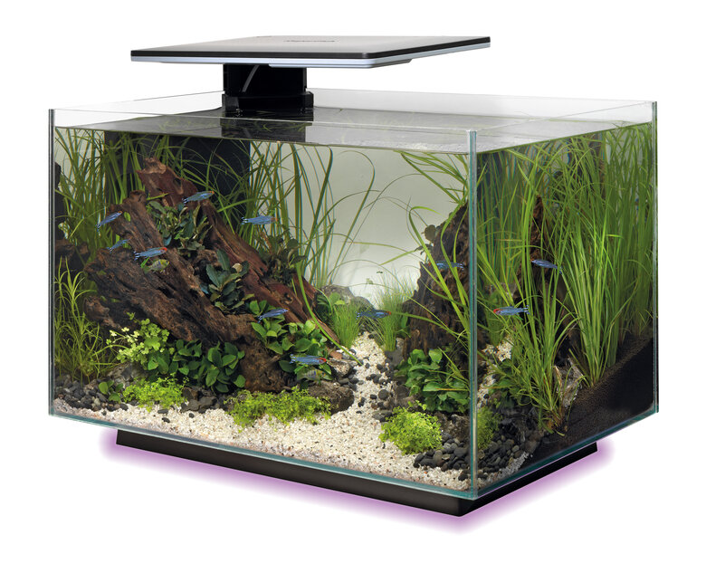 Superfish - Aquarium Quadro 40 Multi Colour - Noir Image numéro 10 Superfish - Aquarium Quadro 40 Multi Colour - Noir Image numéro 10