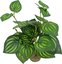 Labeo - Plante Verte Assortie Décorative pour Terrarium Indicateur image numéro 4