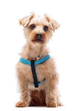 Gotoo - Harnais Essentials en Nylon Premium Bleu pour Chien