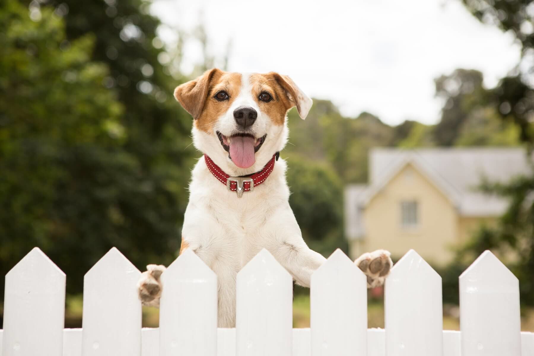 Rogz - Collier De S&eacute;curit&eacute; Safety Collar Noir pour Chien - L Image num&eacute;ro 6