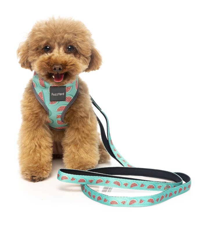 FuzzYard - Laisse Summer Punch pour Chien - S Image numéro 2 FuzzYard - Laisse Summer Punch pour Chien - S Image numéro 2