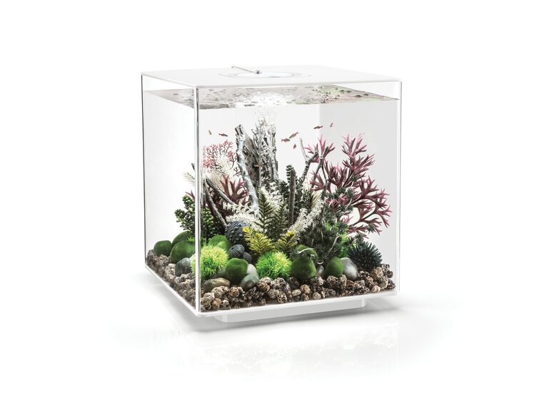 biOrb - Aquarium Cube - 60 mcr blanc Image numéro 1 biOrb - Aquarium Cube - 60 mcr blanc Image numéro 1