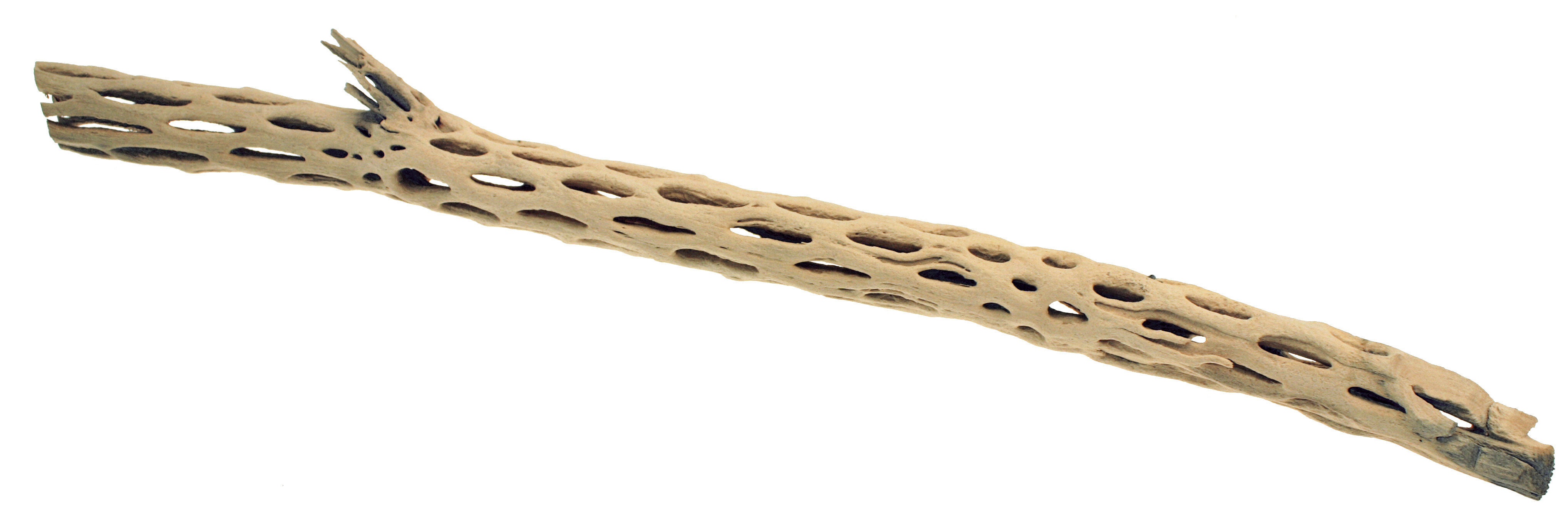 Amtra -  Racine Naturelle Suka Wood - 40-65cm Image num&eacute;ro 1