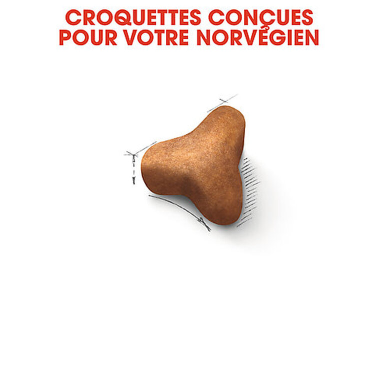 Royal Canin - Croquettes Norwegian Adult pour Chat - 2Kg image number null
