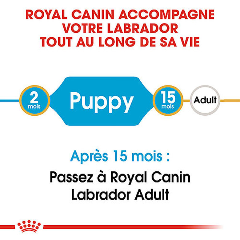Royal Canin - Croquettes Puppy Labrador Retriever pour Chiots - 3Kg image number null