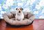 Ferplast - Sofa 6 Tourterel pour Chiens Indicateur image numéro 6