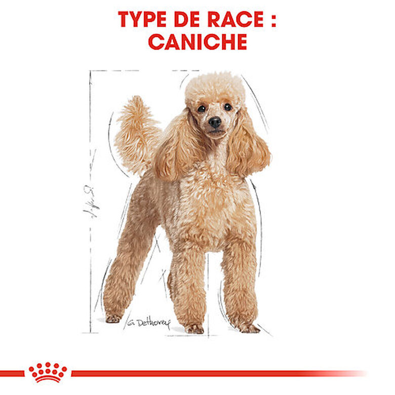 Royal Canin - Croquettes Poodle Adult Caniche pour Chien - 1,5Kg image number null