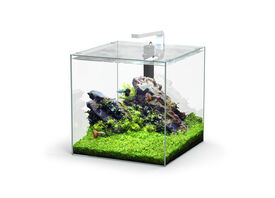 Aquatlantis - Aquarium Kubus 54L - Equipé