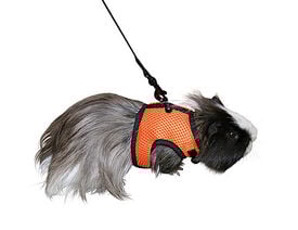 Kerbl - Harnais + Laisse de Sport pour Cochon d'inde - 120cm