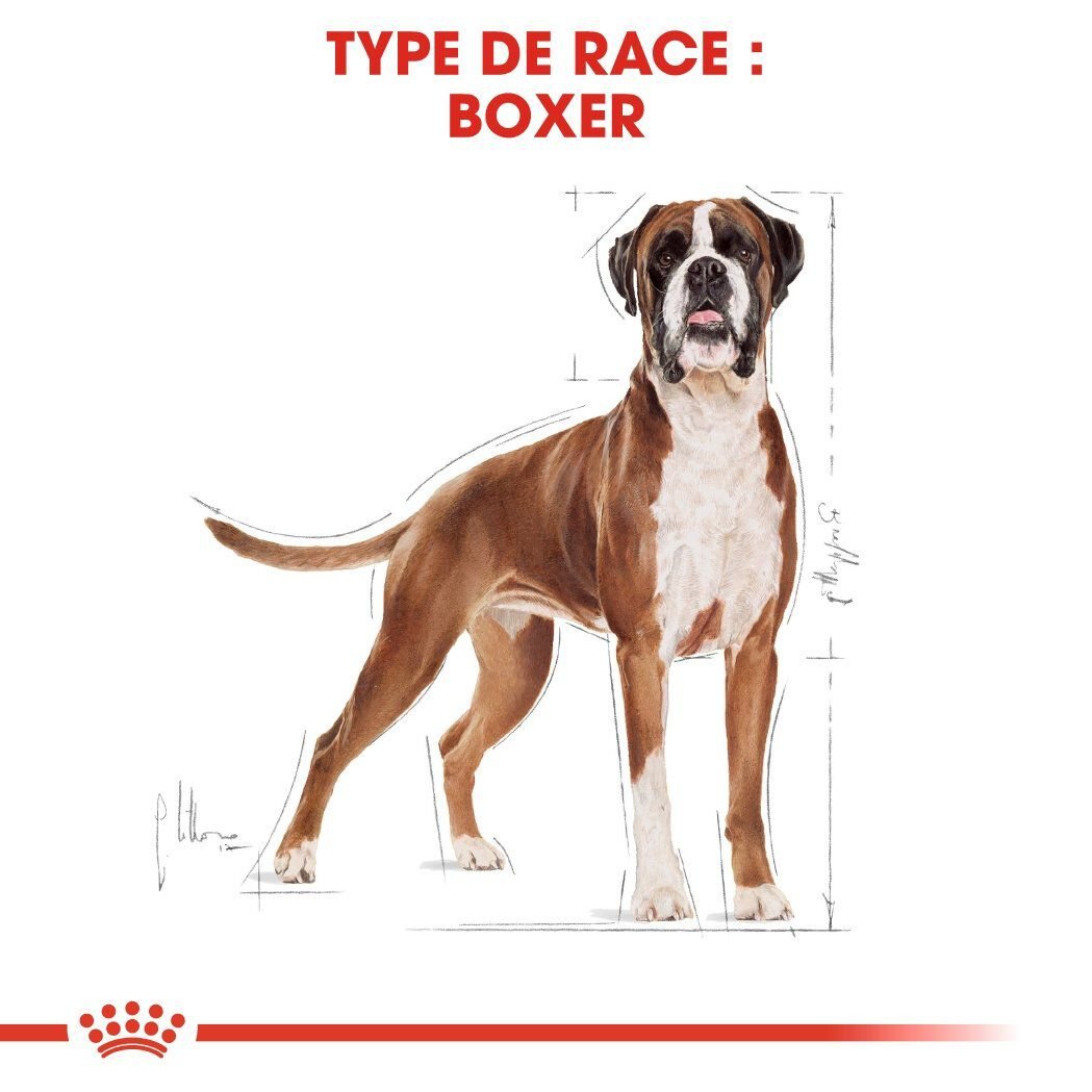 Royal Canin - Croquettes Boxer pour Chien Adulte - 12Kg Image num&eacute;ro 3