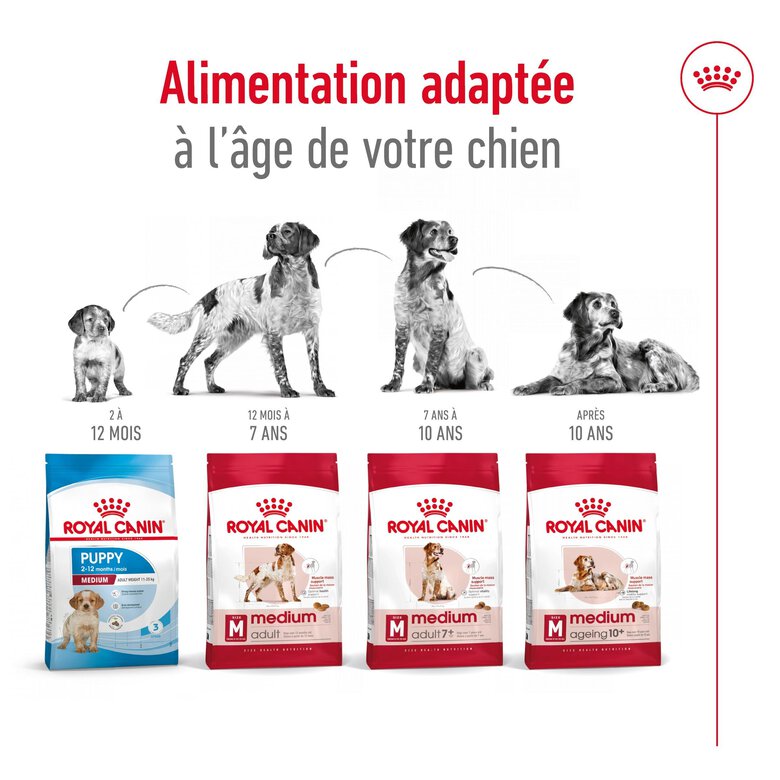 Royal Canin - Croquettes Medium Adulte 7+ pour Chien - 15Kg Image numéro 6 Royal Canin - Croquettes Medium Adulte 7+ pour Chien - 15Kg Image numéro 6