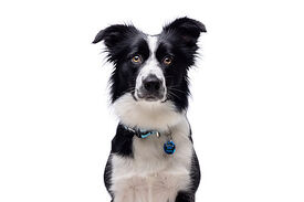 Gotoo - Charms Princesse Bleu pour Chien