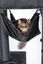 Trixie - Arbre à Chat XXL Amadeus Anthracite pour Chat - 163cm Indicateur image numéro 12
