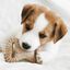Benebone - Jouet Puppy Pack Dental Chew-Wishbone Bacon Indicateur image numéro 4