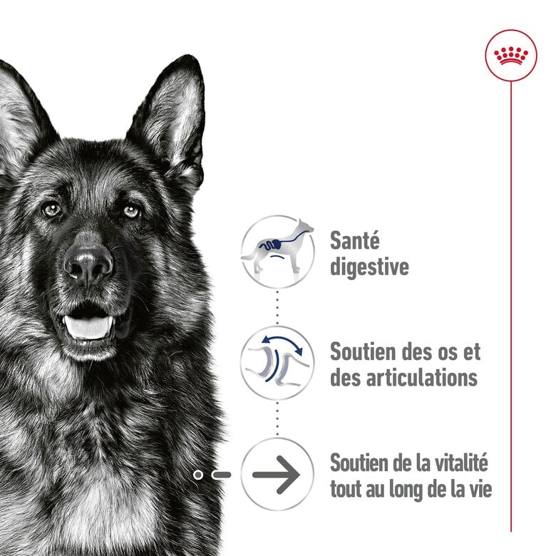ROYAL CANIN - SACHET FRAICHEUR MAXI AGEING en sauce POUR CHIENS SENIORS - 10x140 Image numéro 4 ROYAL CANIN - SACHET FRAICHEUR MAXI AGEING en sauce POUR CHIENS SENIORS - 10x140 Image numéro 4